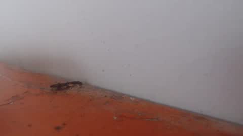 Alexamdergal online show from November 24, 12:22 am