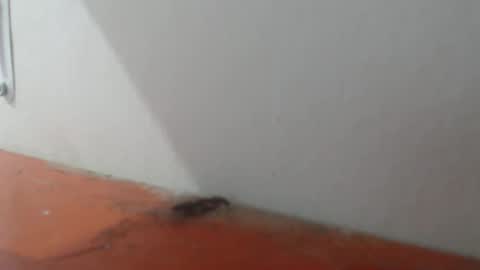 Alexamdergal online show from March 6, 11:02 pm