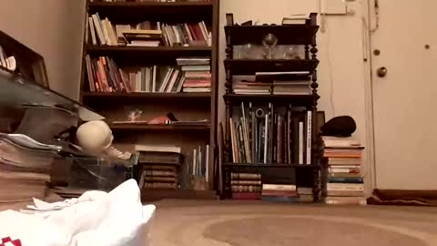 antonino85 online show from December 20, 11:16 pm