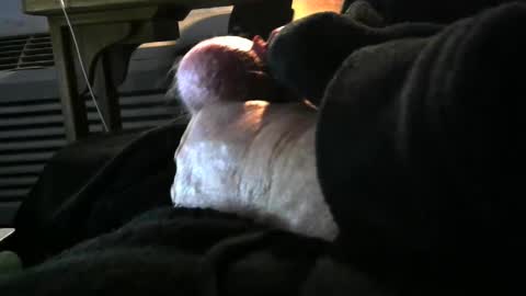 bear4146 online show from December 6, 3:33 pm