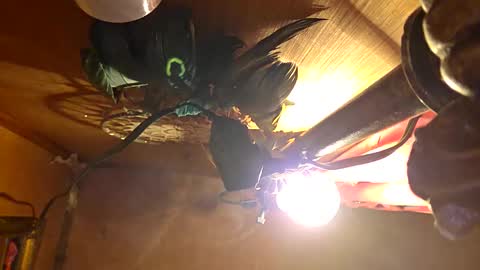 bigdickboogietx online show from September 26, 9:51 am