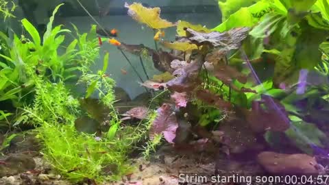 Booker Baxton online show from April 8, 3:07 am