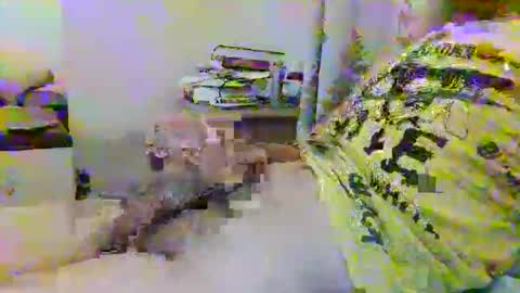 dafo1980 online show from April 11, 11:36 am