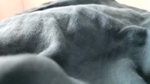 davdao3 online show from February 16, 1:27 pm