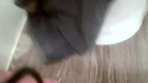 forestnymphpdx online show from January 18, 12:23 am