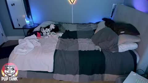 Alpha pup online show from November 11, 10:26 pm