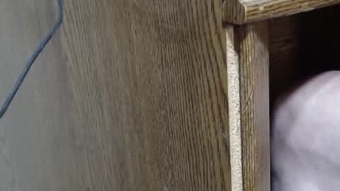 hungsofine online show from February 16, 10:10 pm