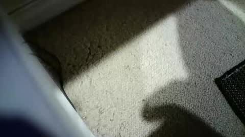 Hypeman online show from February 14, 4:29 am