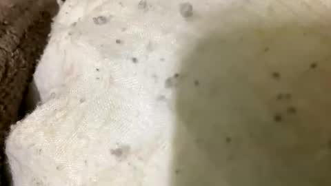 Jaaltar online show from January 8, 7:08 pm