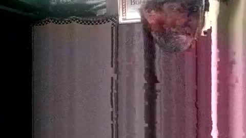 knock2wice1975 online show from January 23, 2:55 am