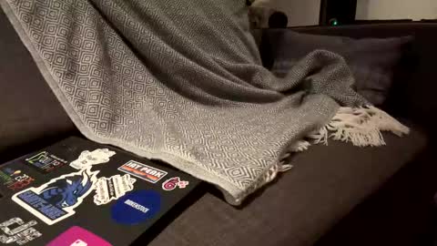 Le beau curieux online show from January 17, 10:18 am