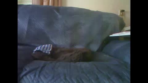 lion160868 online show from January 9, 9:47 am