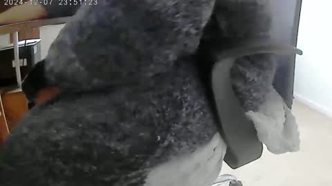 Snapshot of nineinchhard chatting on December 6, 10:27 am nineinchhard online show from December 6, 10:27 am