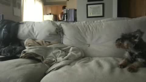 rossignol online show from September 13, 4:30 pm