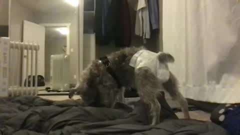 rossignol online show from December 10, 2:24 am