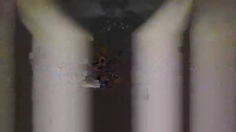 piggyes 74 online show from September 21, 10:43 pm