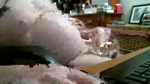 puppydog56 online show from February 21, 5:14 pm