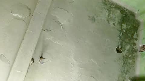 Rc leonelx online show from February 6, 1:05 am