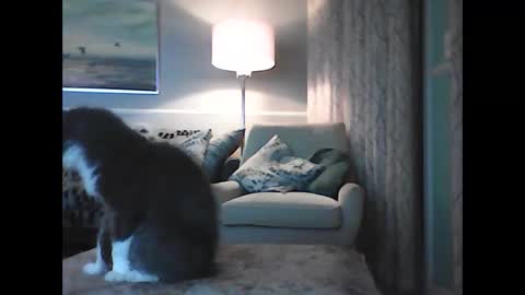 ronvlv online show from October 11, 2:37 am