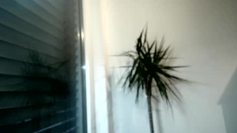 tger2024 online show from December 1, 3:04 pm