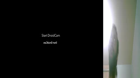 whatsexo online show from March 3, 3:28 am