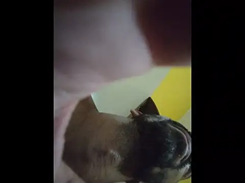 UncutToyBoy23cm online show from January 18, 6:04 am