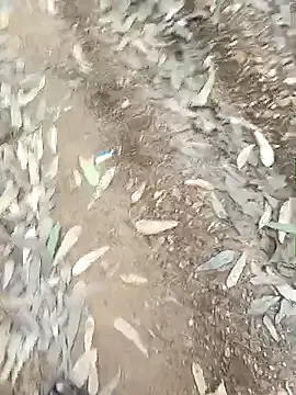 indiasexmf online show from December 16, 10:00 am