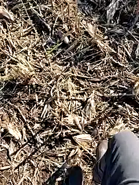 murokkk31 online show from December 14, 8:43 am