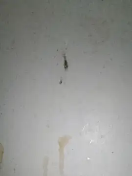 ch   ro69 online show from March 1, 8:52 pm