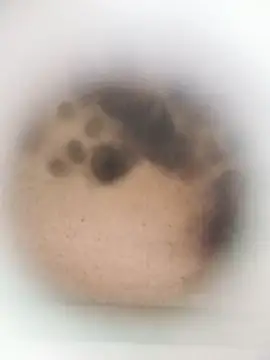 Leocesar37 online show from March 27, 8:26 am