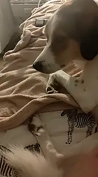 SammyAha online show from January 19, 12:49 am