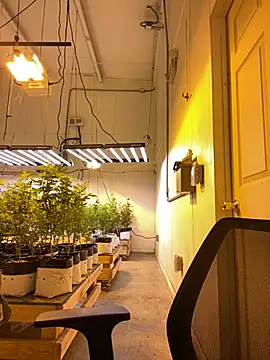 jr91esl online show from March 2, 6:05 am