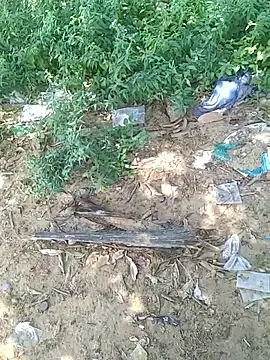 teluguu-rajj online show from October 21, 8:28 am