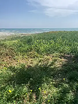 Smallcoco26 online show from March 7, 9:40 am