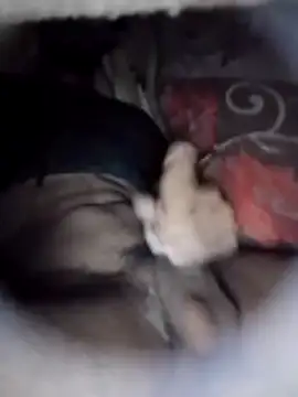 Ayush pussy fucker online show from March 5, 5:20 pm