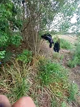 magraocam online show from October 30, 3:57 pm