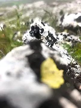 Sert erkek21 ysm online show from April 9, 1:28 pm