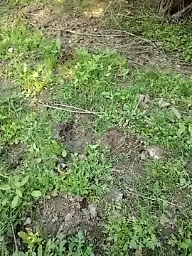 88zaifkhan88 online show from March 2, 11:06 am