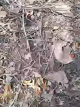 Cute Boy 4 online show from April 19, 9:09 am