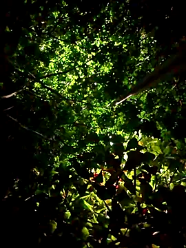 Andres sant  online show from April 18, 6:15 am