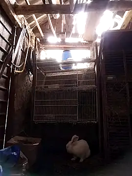 sarpe4 online show from January 15, 9:13 am