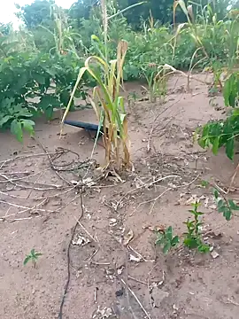 samagira online show from February 26, 12:28 pm