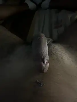 mamoubz online show from November 3, 11:06 pm