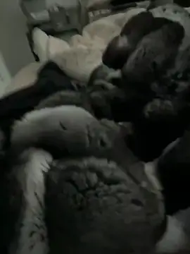 Furdale online show from March 4, 4:47 pm