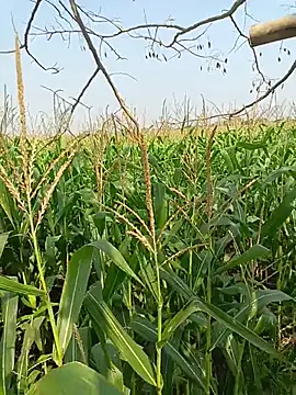 kummuduabbai online show from April 12, 4:04 am